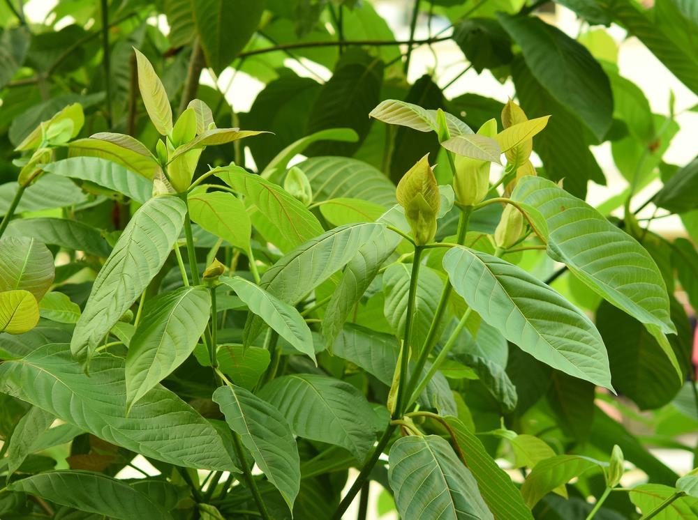 kratom strains